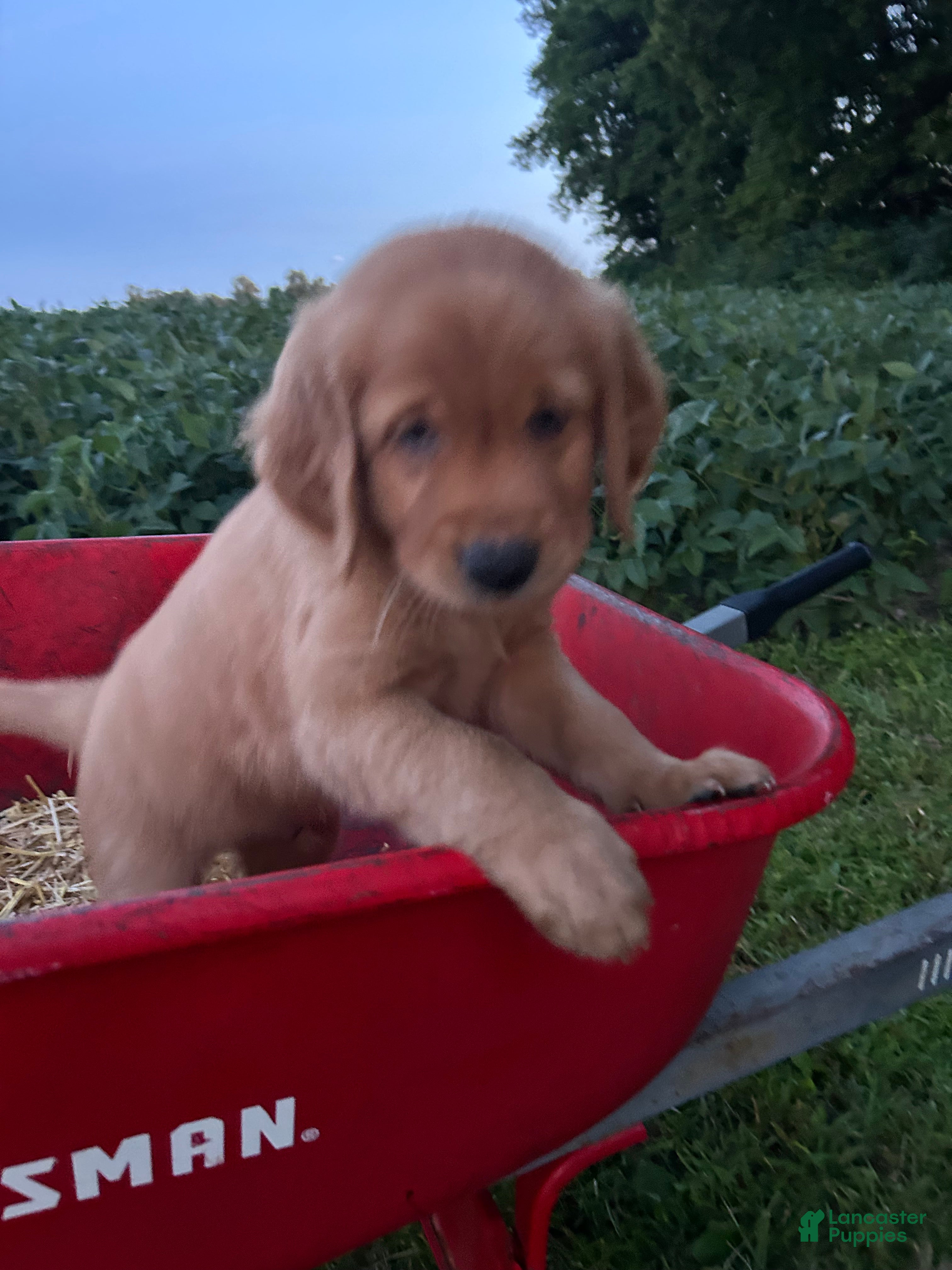 Golden Retriever dogs Max - Ad 2