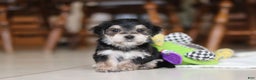 Morkie dogs for sale: Benson - Ad 14