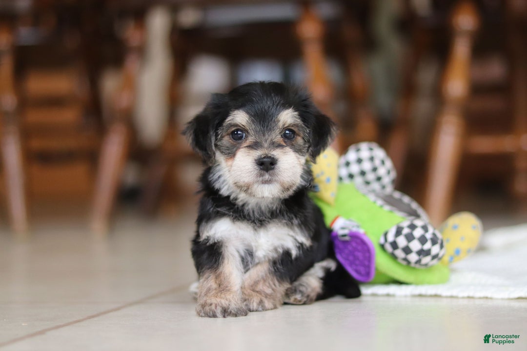 Morkie dogs for sale: Benson - Ad 14
