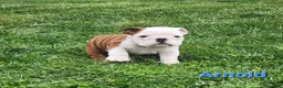English Bulldog dogs for sale: AKC Arnold  - Ad 7
