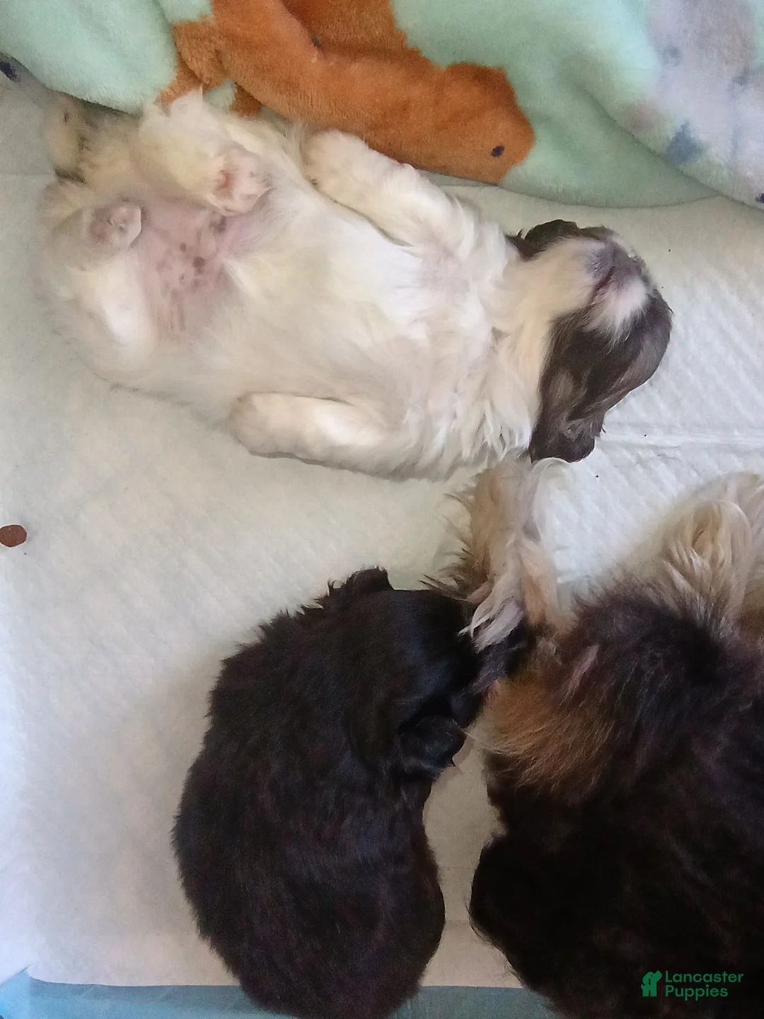 Pekingese dogs for sale: Pekingese Sleeve black and tan girl Willow  - Ad 2