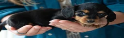 Miniature Dachshund dogs for sale: Agatha - Ad 3