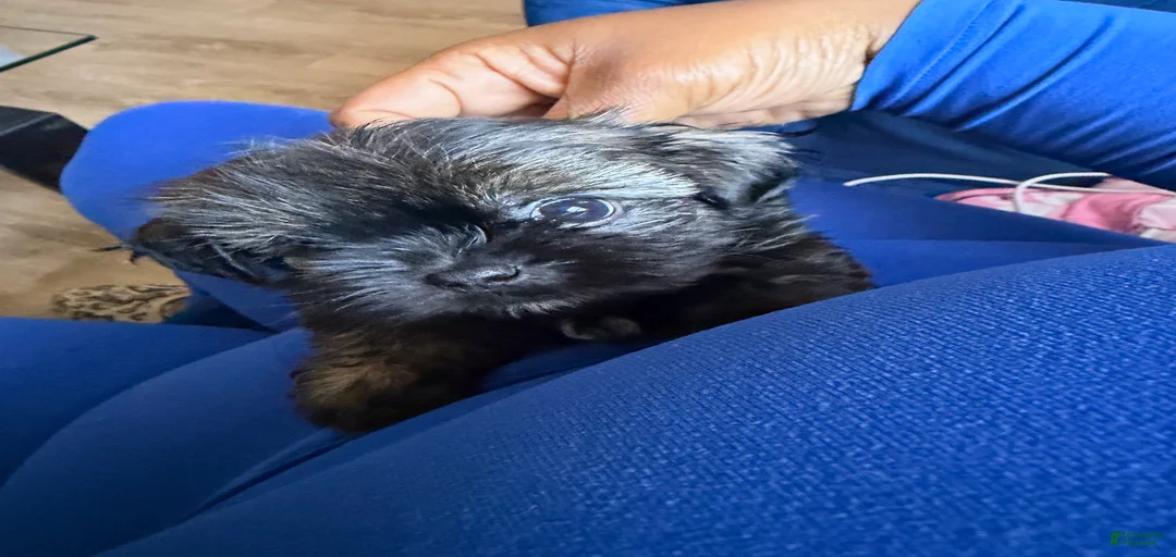 Gallery Image {{count}}