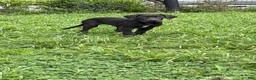 Great Dane dogs for sale: Patience Great Dane  - Ad 28