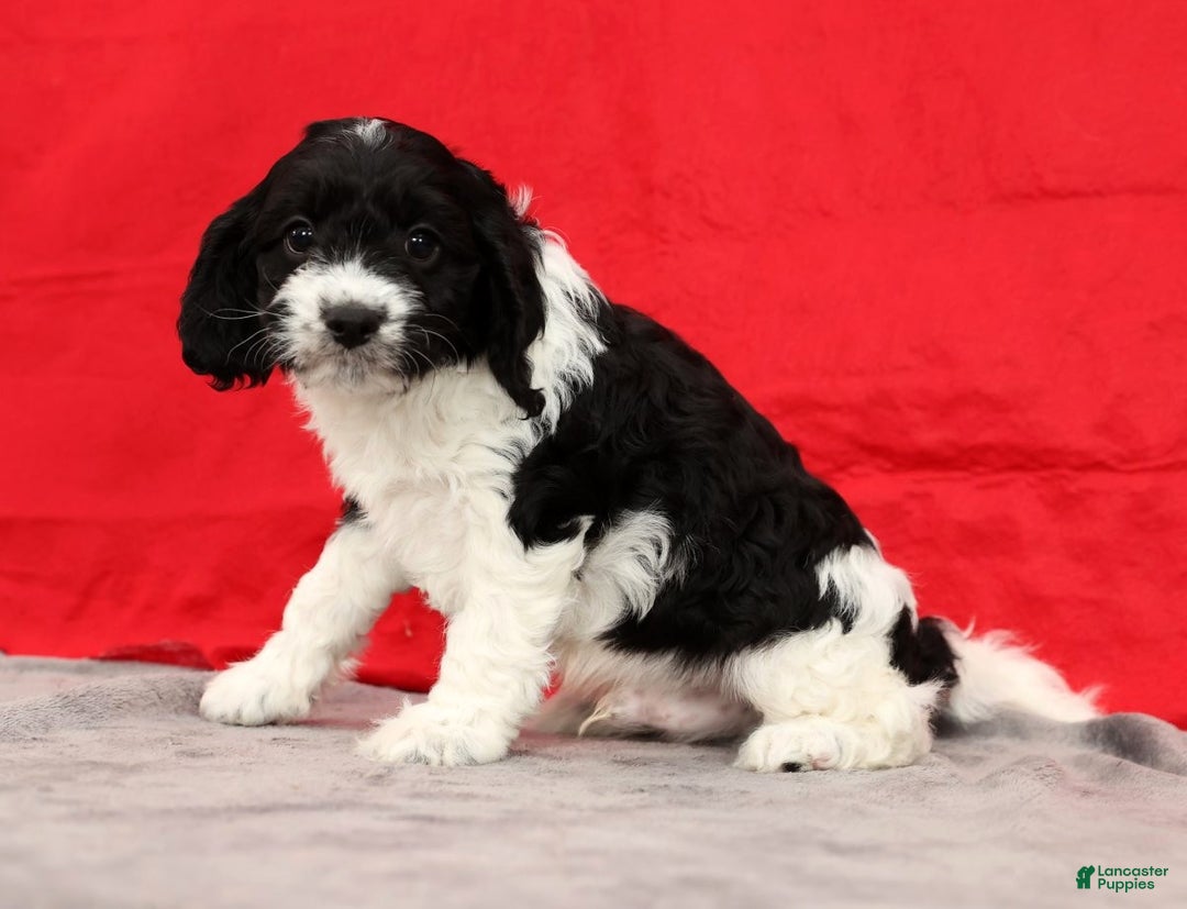 Cavapoo dogs for sale: Scott - Ad 1