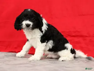 Cavapoo dogs Scott - Ad 22