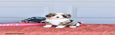 Rocket