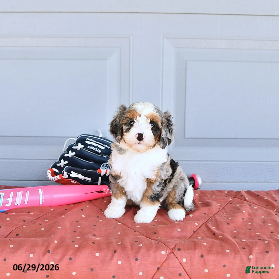 Mixed Breed dogs for sale: Rocket - Ad 1
