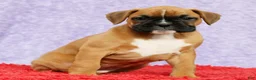 Boxer dogs for sale: Ona - Ad 4