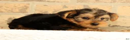 Yorkshire Terrier dogs for sale: Bo - Ad 7