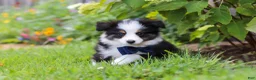 Toy Australian Shepherd dogs for sale: Dylan - Ad 3
