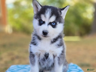 Pomsky dogs Captain - Ad 33