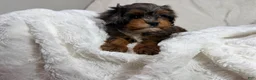 Cavapoo dogs for sale: Peanut 🥜  - Ad 19