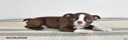 Boston Terrier dogs for sale: Frank - Ad 3