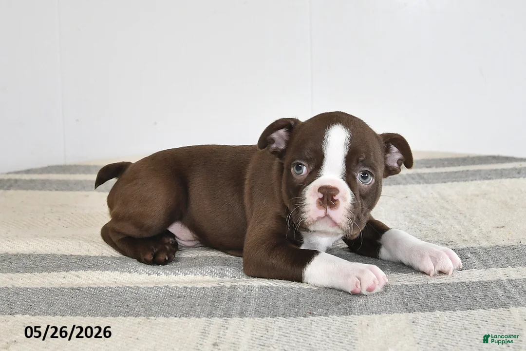 Boston Terrier dogs for sale: Frank - Ad 3