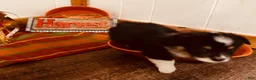 Welsh Corgi Pembroke dogs for sale: Welsh Corgi Pembroke 3 - Ad 2