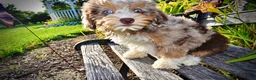 Havapoo dogs for sale: Elektra - Ad 13