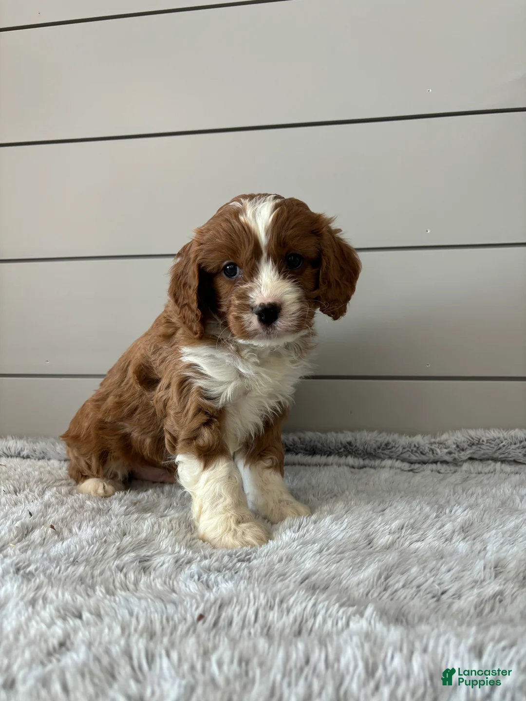 Cavapoo dogs for sale: Teddy - Ad 6