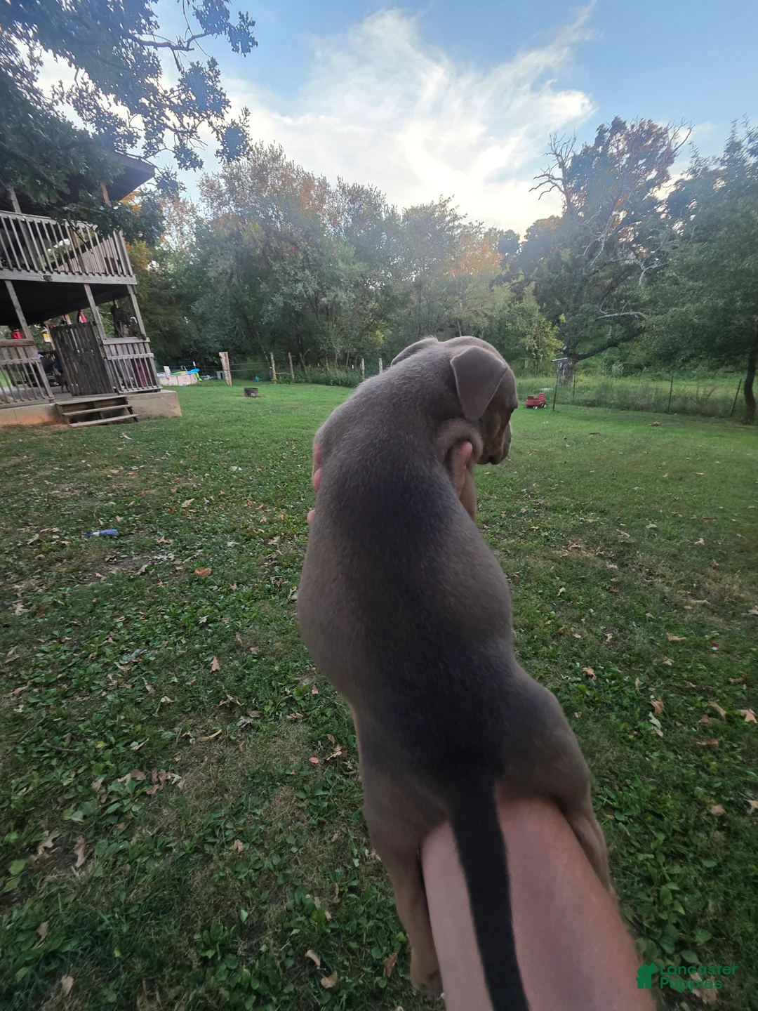 American Bully dogs for sale: American Bully 5 - Ad 2