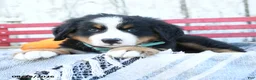 Bernese Mountain Dog dogs for sale: Ashley - Ad 3