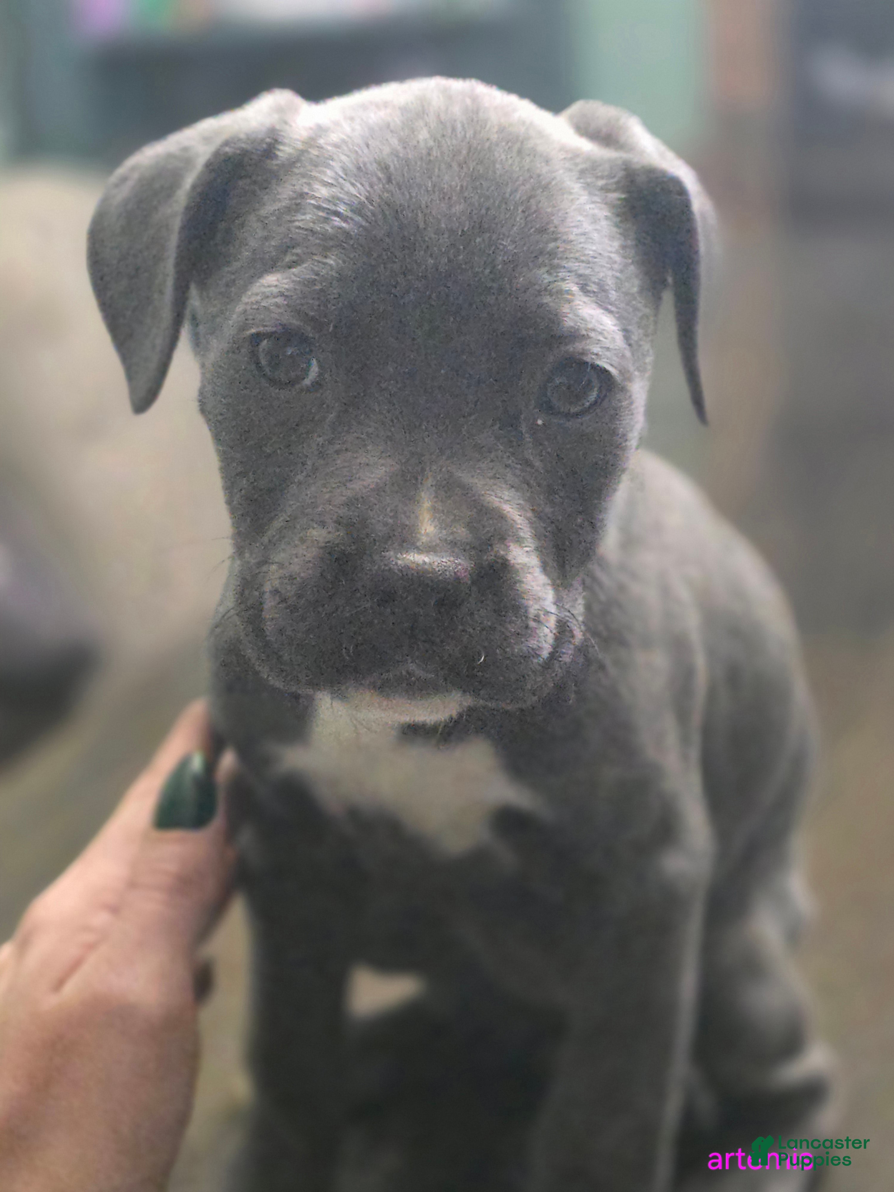 Mixed Breed dogs Artemis - Ad 17