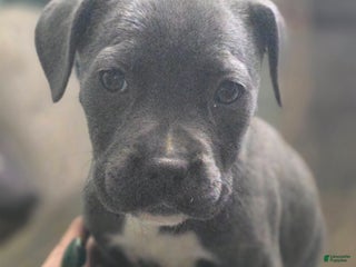 Mixed Breed dogs Artemis - Ad 17