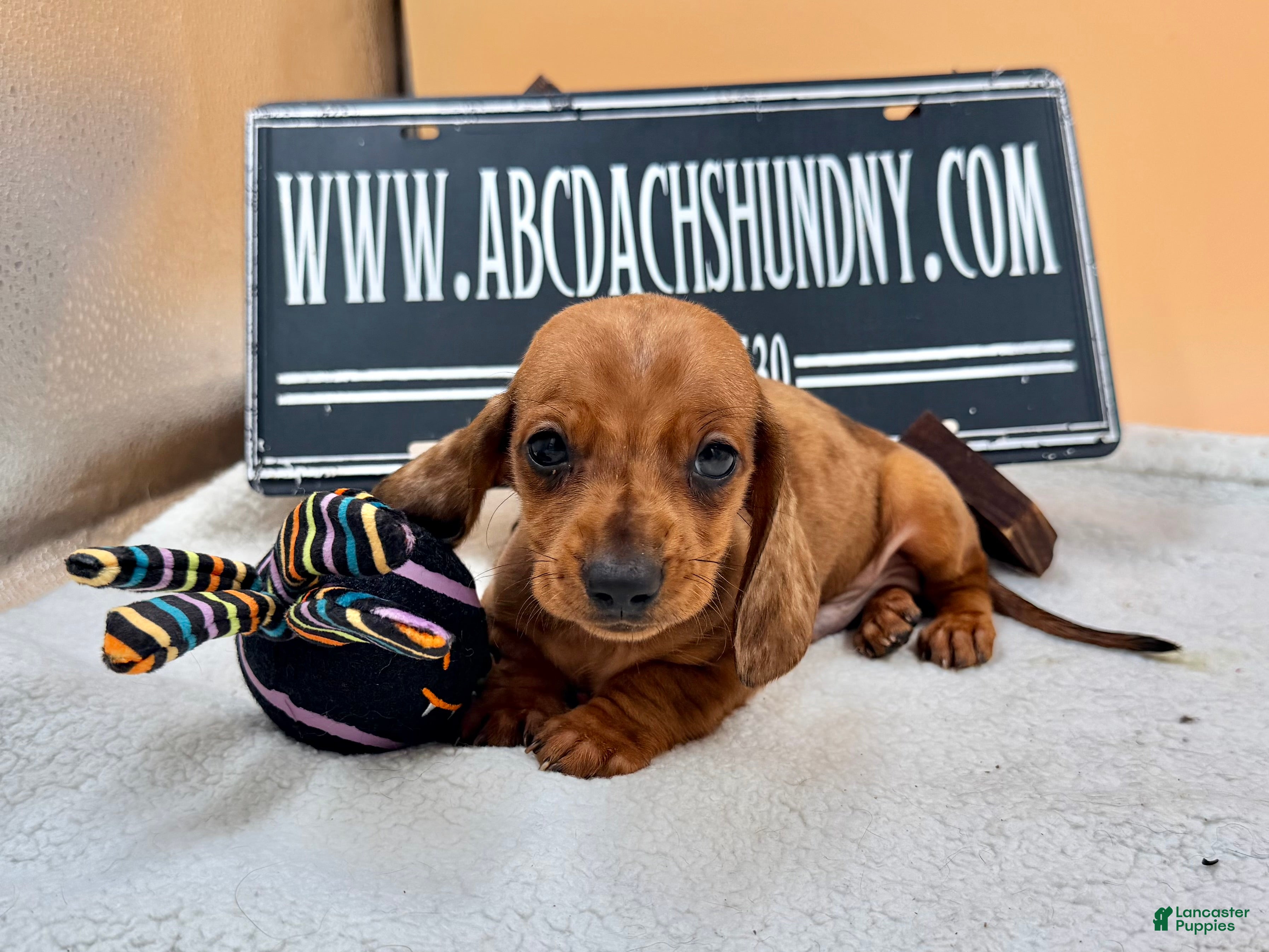 Miniature Dachshund dogs Russian Smooth red dapple - Ad 18