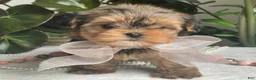 Biewer Terrier dogs for sale: Izzy - Ad 9