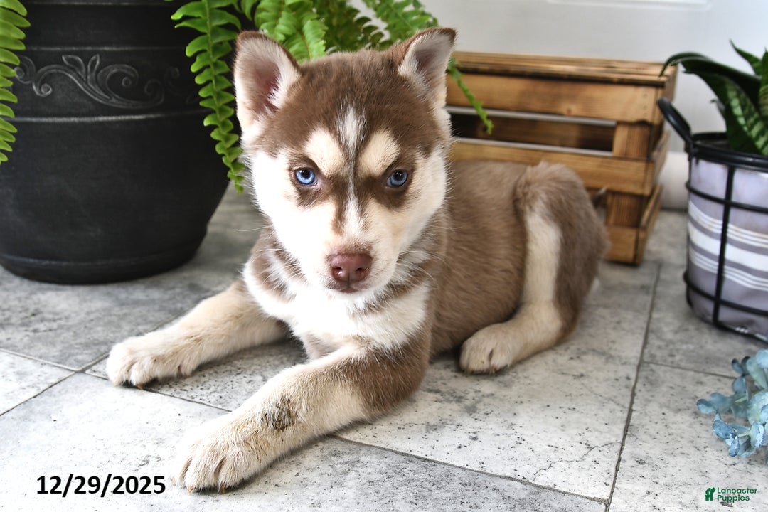 Siberian Husky dogs for sale: Sky - Ad 2
