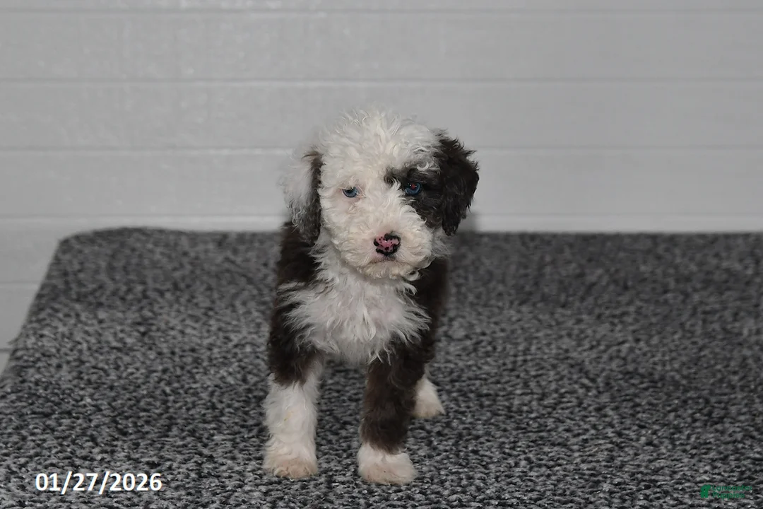 Mini Sheepadoodle dogs for sale: Frosty - Ad 4