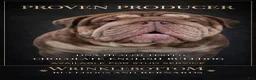 English Bulldog dogs for stud: Dubs  - Ad 1
