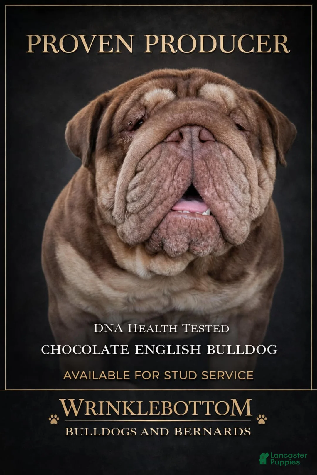 English Bulldog dogs for stud: Dubs  - Ad 1