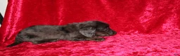Doxiepoo dogs for sale: Doxiepoo Zuma - Ad 11