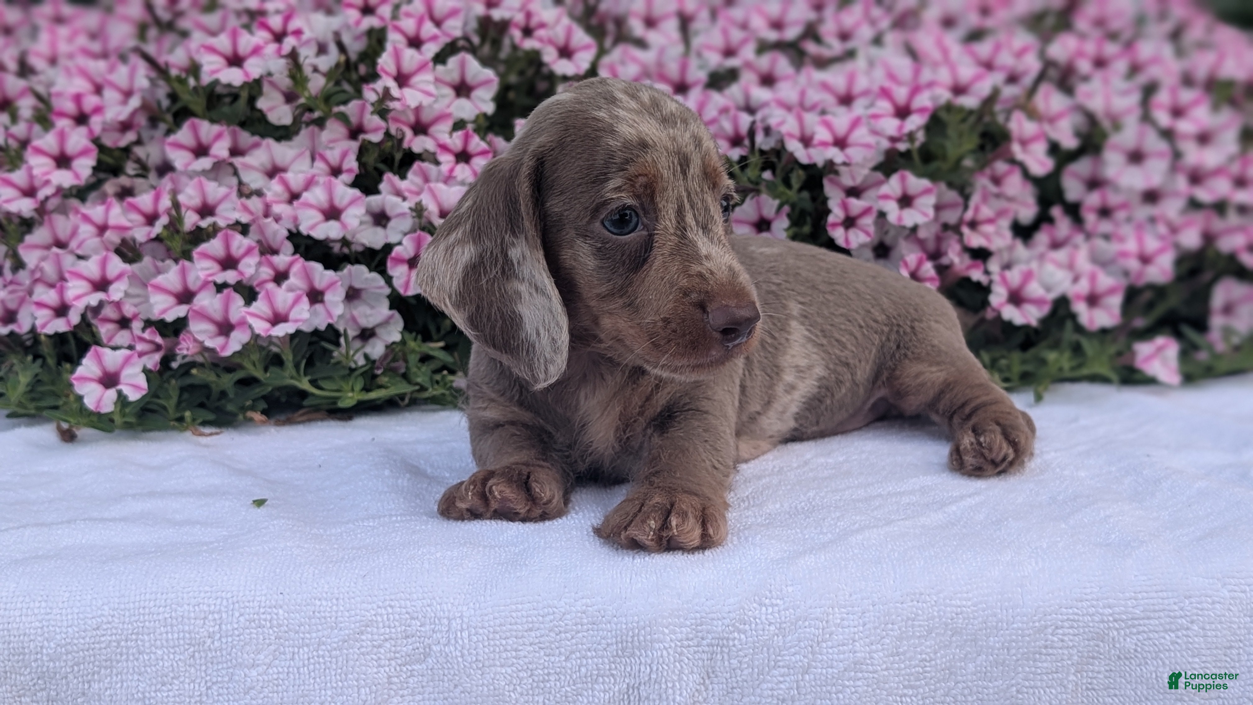 Miniature Dachshund dogs Kona - Ad 2
