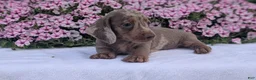 Miniature Dachshund dogs for sale: Kona - Ad 2