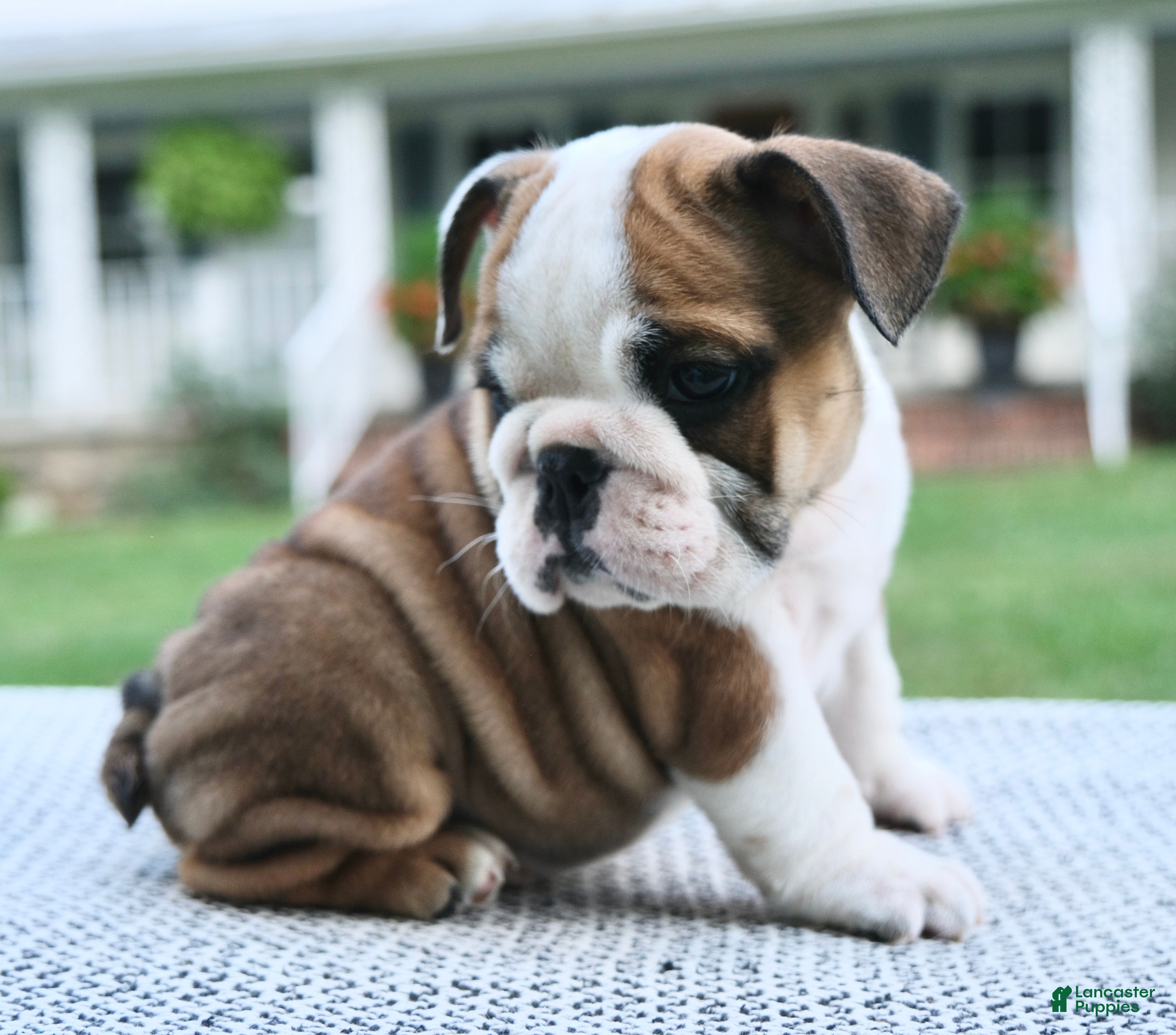 English Bulldog dogs Ellie - Ad 1