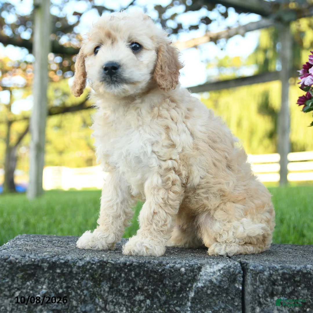 Mini Goldendoodle dogs for sale: Rowena - Ad 1