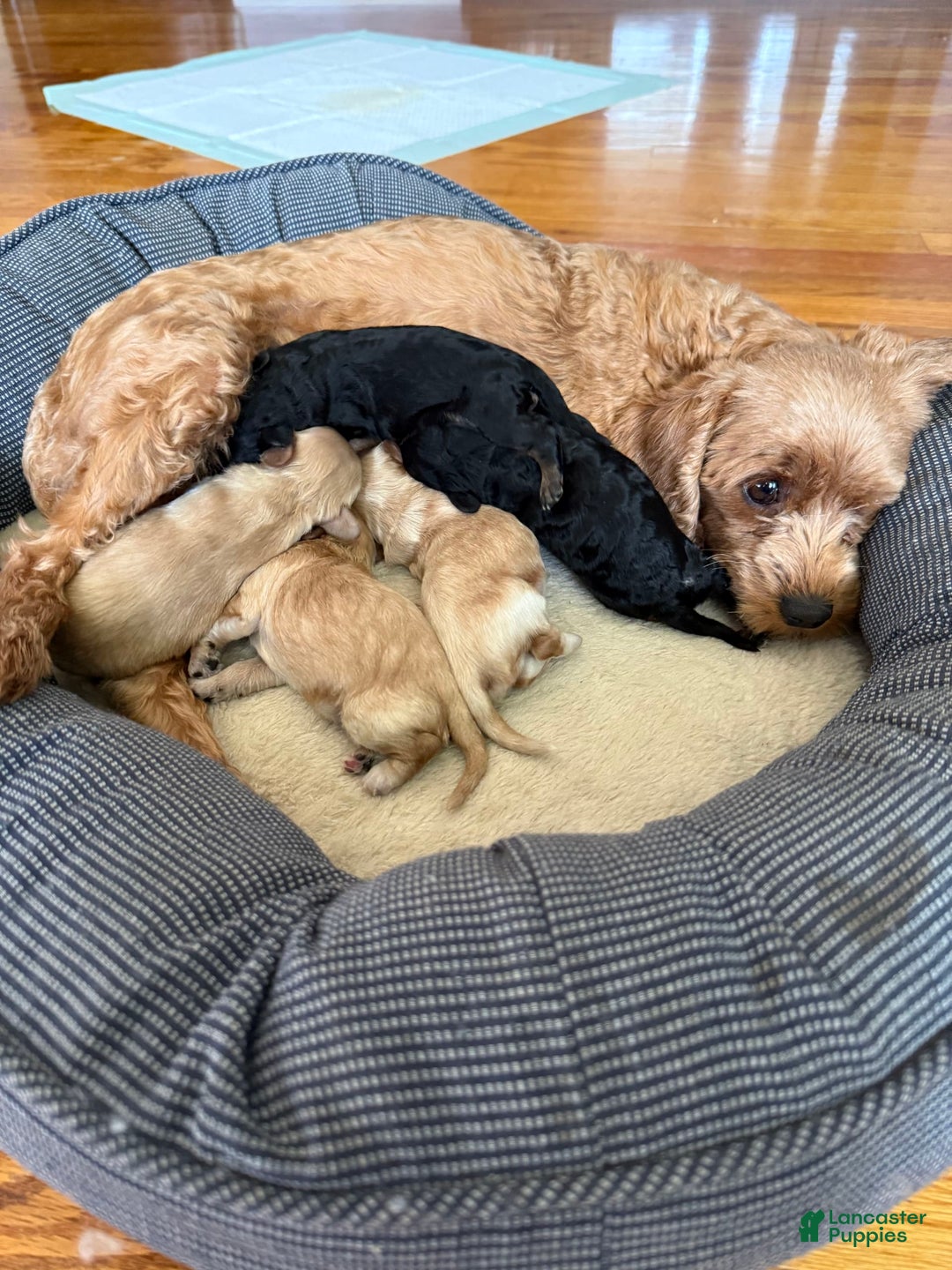 Gallery Image {{count}}