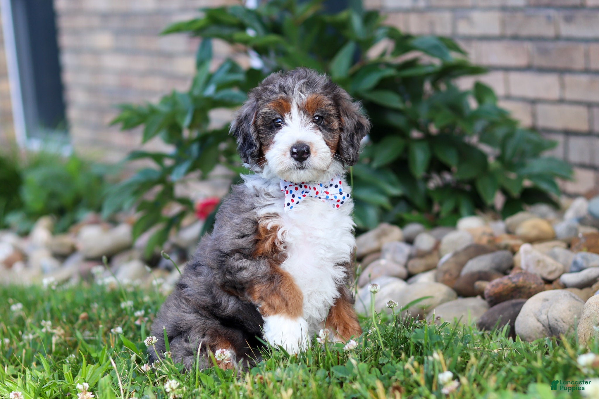 Mini Bernedoodle dogs Danica - Ad 2