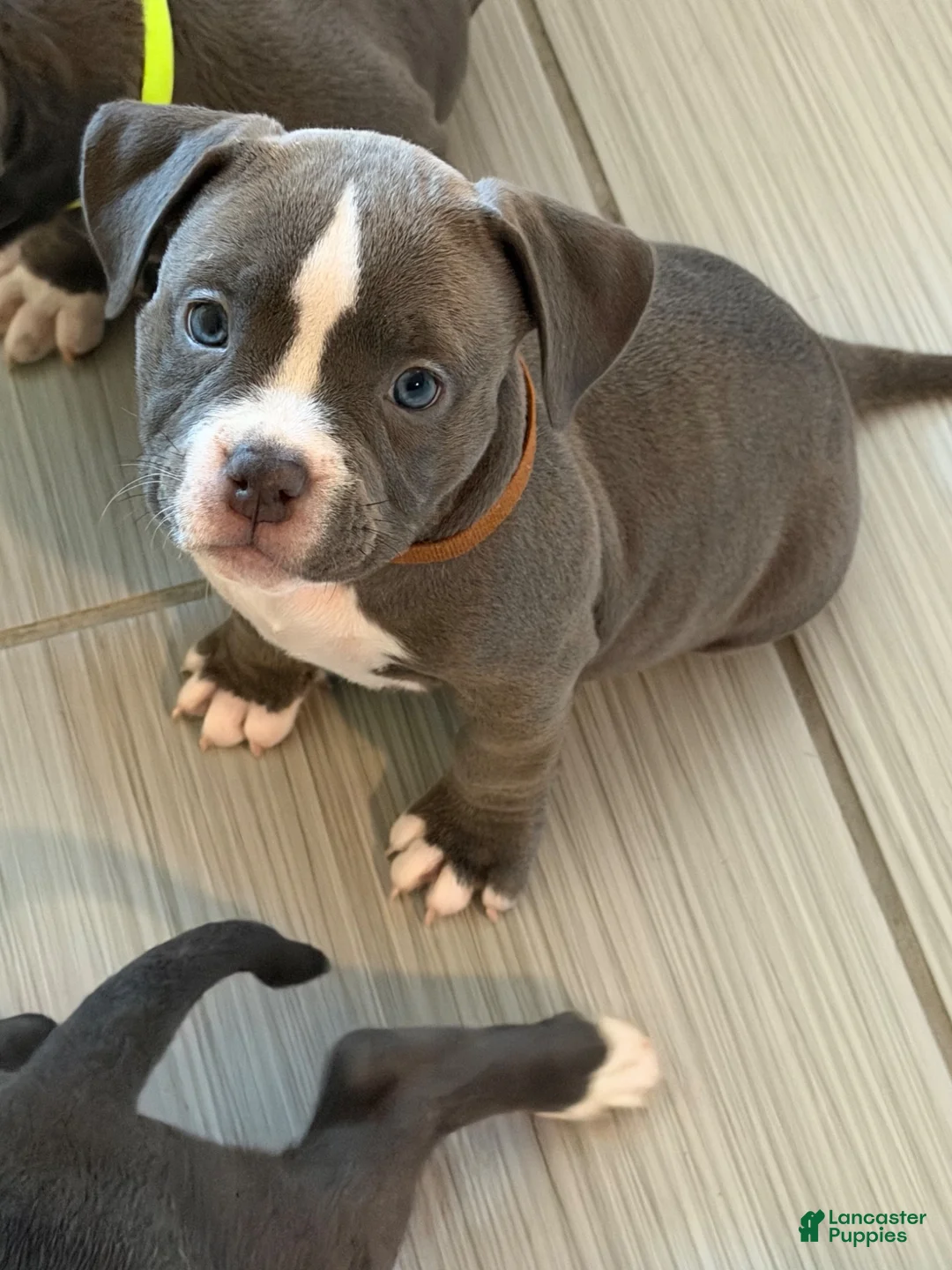 American Bully dogs for sale: American Bully 3 - Ad 2