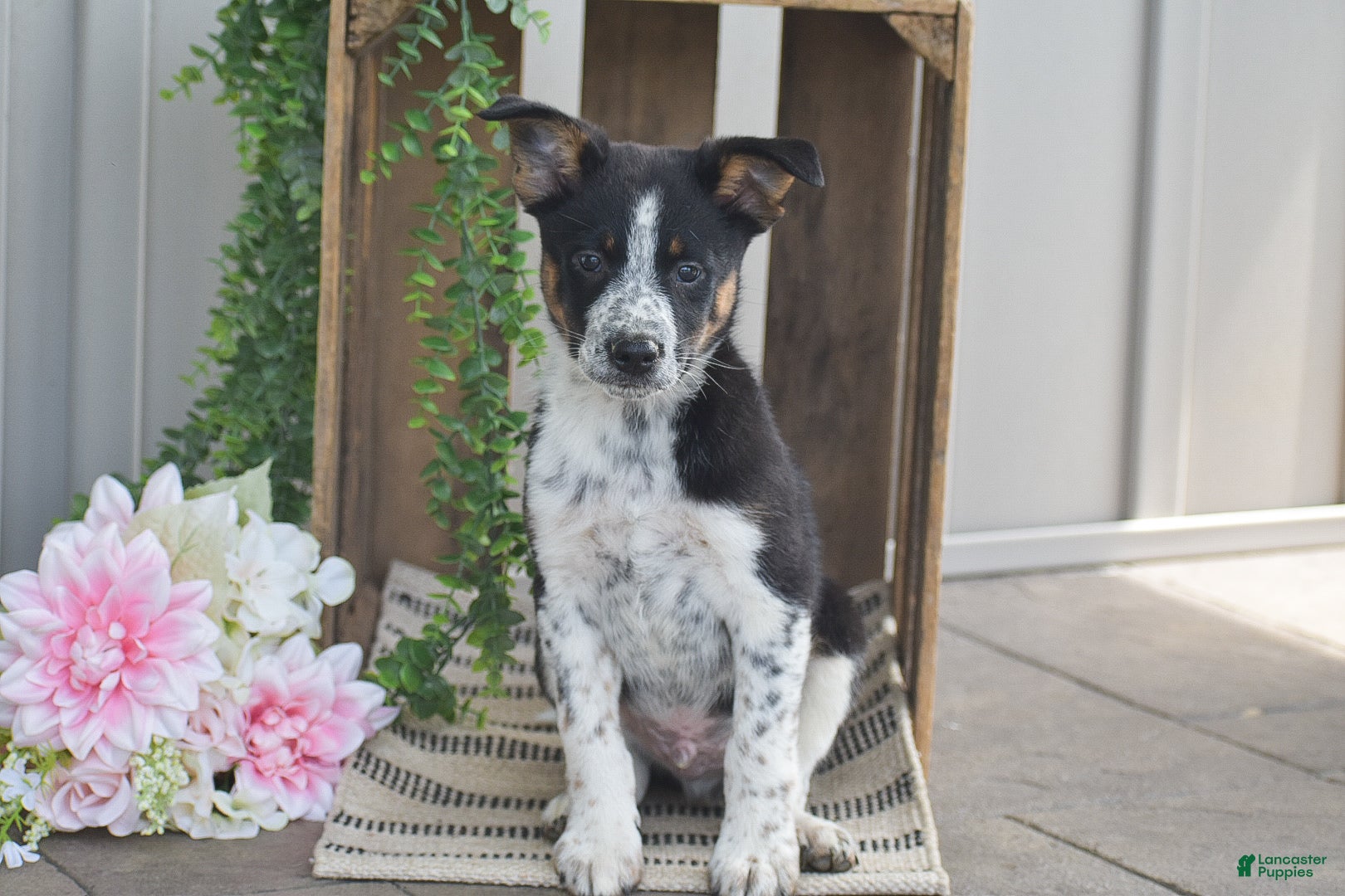 Mixed Breed dogs Bennett - Ad 1