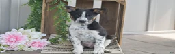Mixed Breed dogs for sale: Bennett - Ad 1