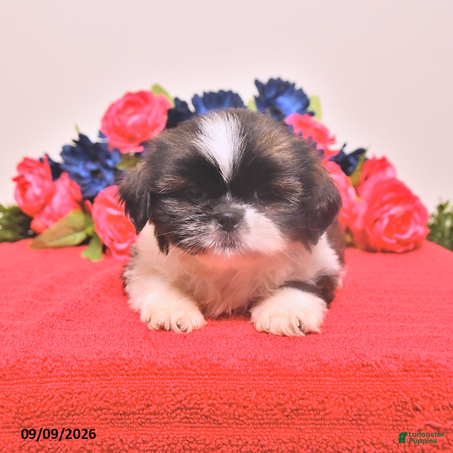 Shih Tzu dogs Nash - Ad 1