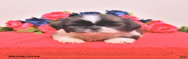 Nash