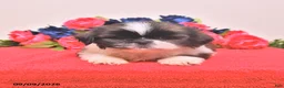 Shih Tzu dogs for sale: Nash - Ad 1
