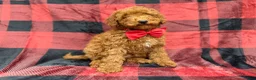 Miniature Poodle dogs for sale: Muffin - Ad 4