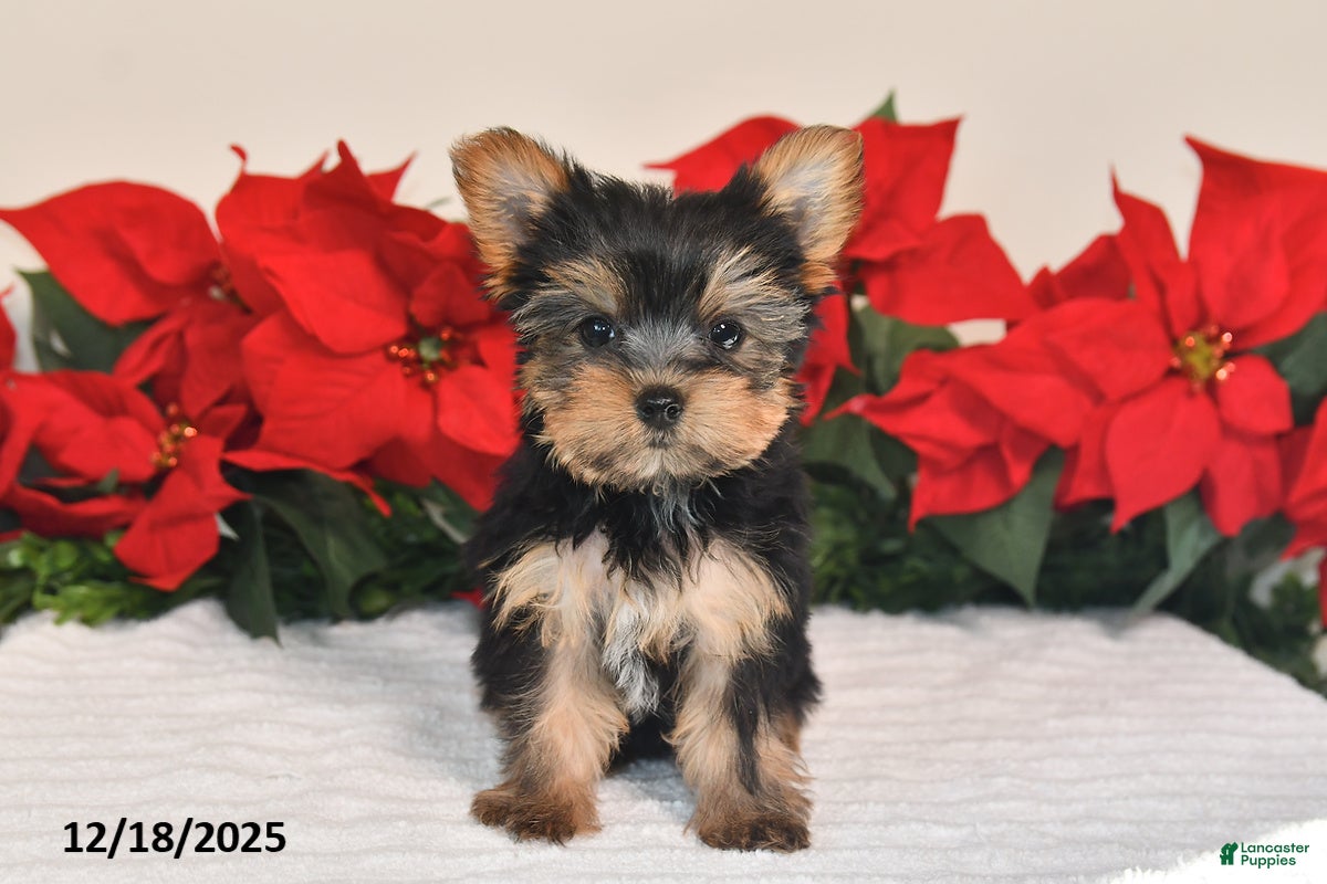 Yorkshire Terrier dogs Jade - Ad 42