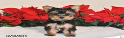 Yorkshire Terrier dogs for sale: Jade - Ad 1