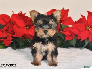 Yorkshire Terrier dogs Jade - Ad 42