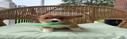 Welsh Corgi Pembroke dogs for sale: Bently - Ad 4